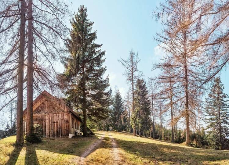 Wald mit kleinem Häuschen